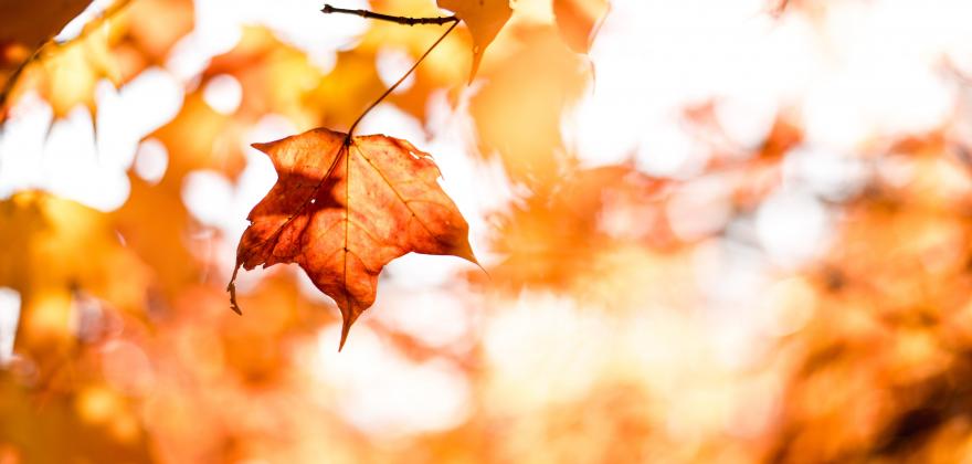 Adaptation des prestations risques (invalidité et survivants) - Séances d’information employeurs 